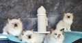 Ragdoll kittens for adoption