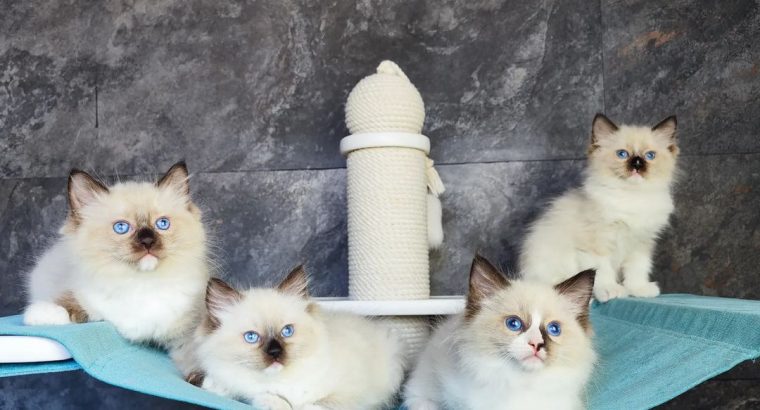 Ragdoll kittens for adoption