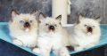 Ragdoll kittens for adoption