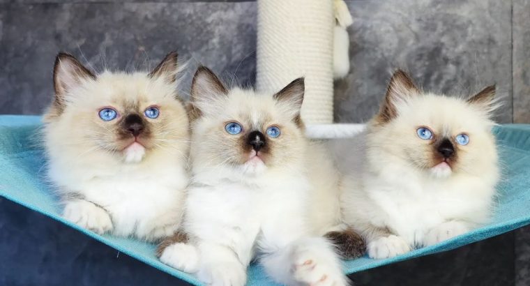 Ragdoll kittens for adoption
