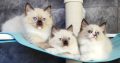 Ragdoll kittens for adoption
