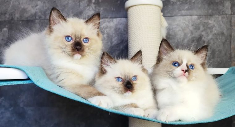 Ragdoll kittens for adoption