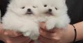 Pomeranian Spitz puppies