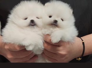 Pomeranian Spitz puppies
