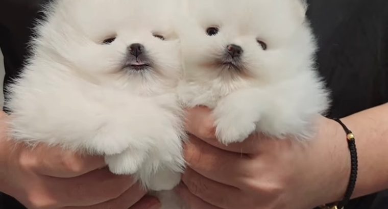 Pomeranian Spitz puppies
