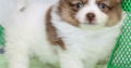 Adorable Pomeranian Puppies Looking for Loving Homes