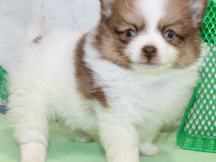 Adorable Pomeranian Puppies Looking for Loving Homes