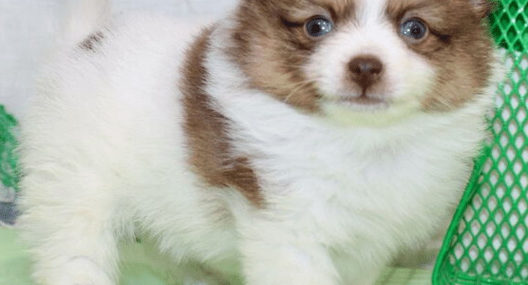 Adorable Pomeranian Puppies Looking for Loving Homes