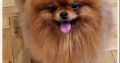 Pomeranian Spitz puppies
