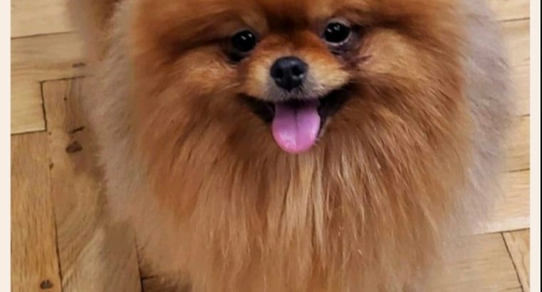 Pomeranian Spitz puppies