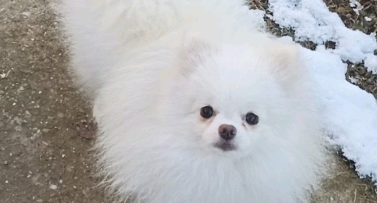 Pomeranian Spitz puppies