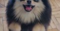 Pomeranian Spitz puppies