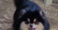 Pomeranian Spitz puppies