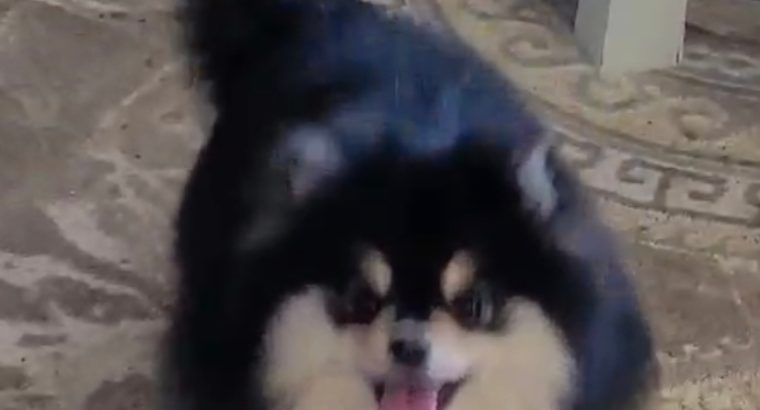 Pomeranian Spitz puppies