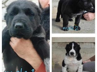 Central Asian Shepherd puppies