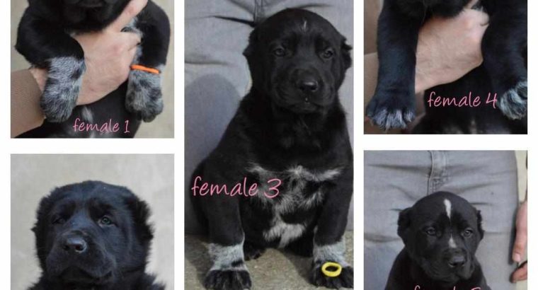 Central Asian Shepherd puppies