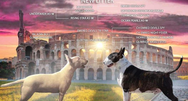 Bull Terrier puppies for sale
