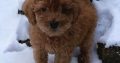 Toy Poodle puppies for sale