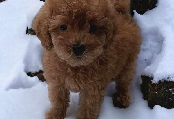 Toy Poodle puppies for sale