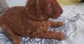Toy Poodle puppies for sale
