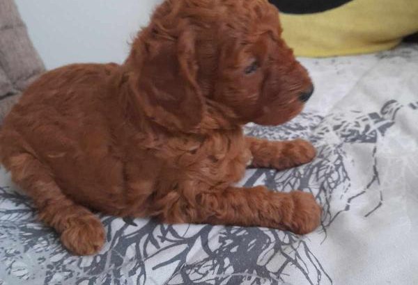 Toy Poodle puppies for sale