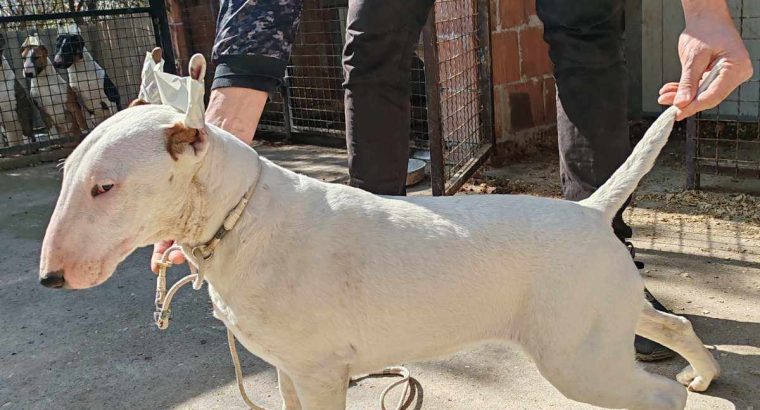 Bull Terrier puppies for sale