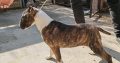 Bull Terrier puppies for sale