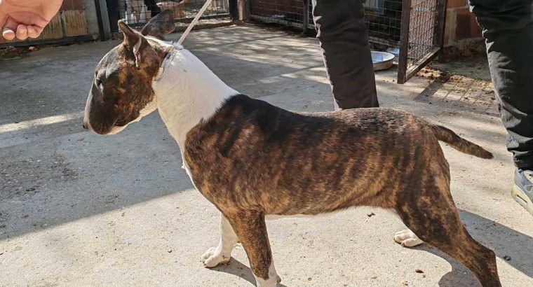 Bull Terrier puppies for sale