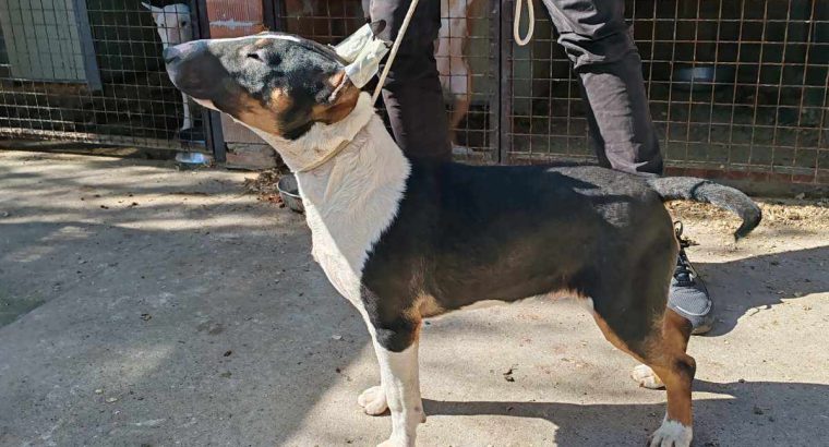Bull Terrier puppies for sale