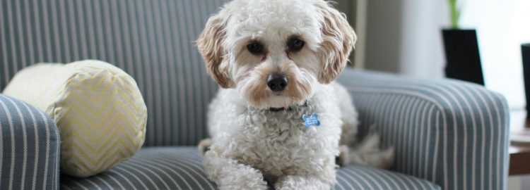 Pet-Proofing Your Home
