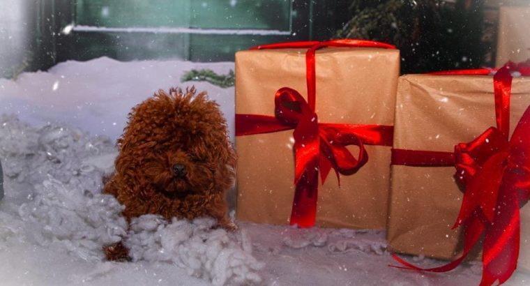 Teacup red poodle available for breeding