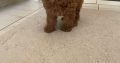 Red Toy Poodle puppies for sale