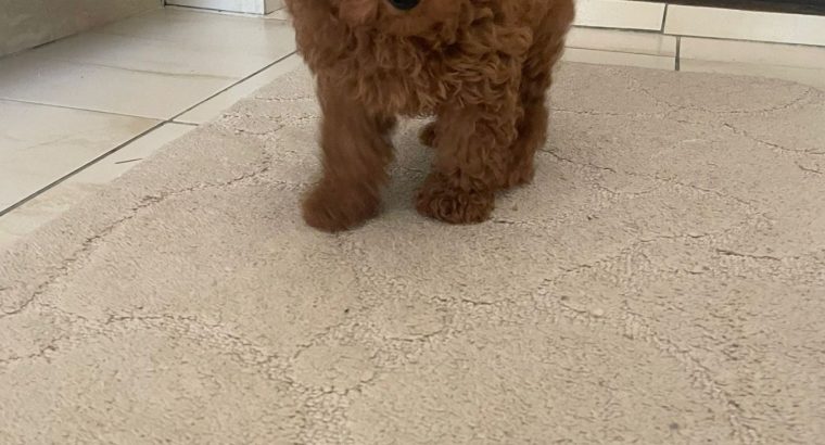 Red Toy Poodle puppies for sale