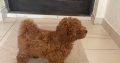 Red Toy Poodle puppies for sale