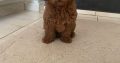 Red Toy Poodle puppies for sale