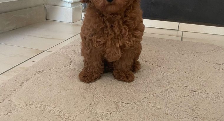 Red Toy Poodle puppies for sale