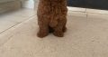 Red Toy Poodle puppies for sale