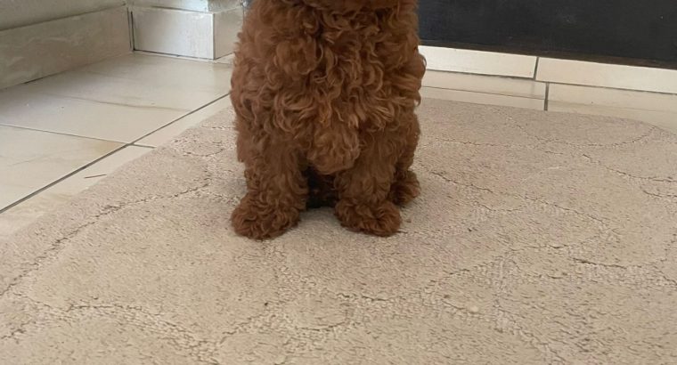 Red Toy Poodle puppies for sale