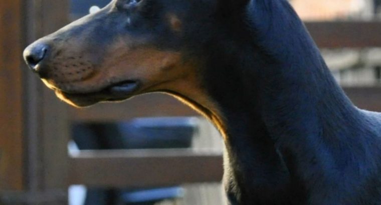 Doberman puppies