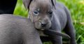 American PitBull Terrier puppies for sale