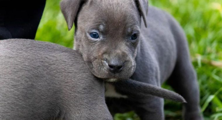 American PitBull Terrier puppies for sale
