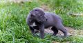 American PitBull Terrier puppies for sale