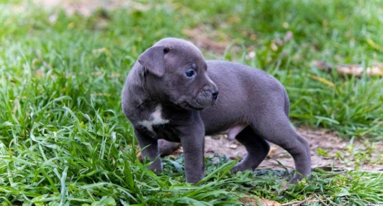 American PitBull Terrier puppies for sale