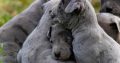 American PitBull Terrier puppies for sale
