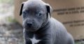 American PitBull Terrier puppies for sale
