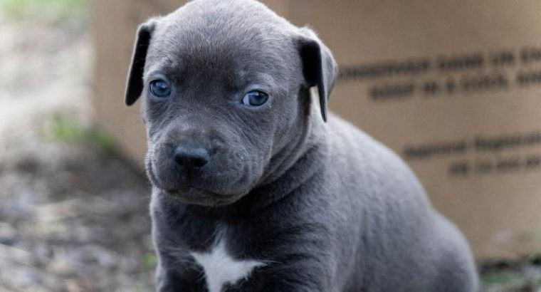 American PitBull Terrier puppies for sale
