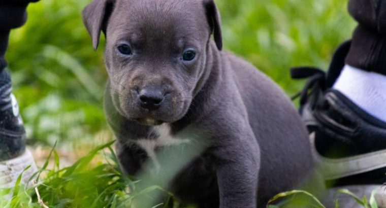American PitBull Terrier puppies for sale