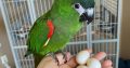 Hight Quality Fertile Parrot Eggs For Sale