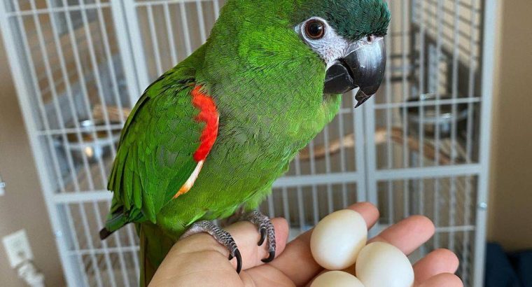 Hight Quality Fertile Parrot Eggs For Sale