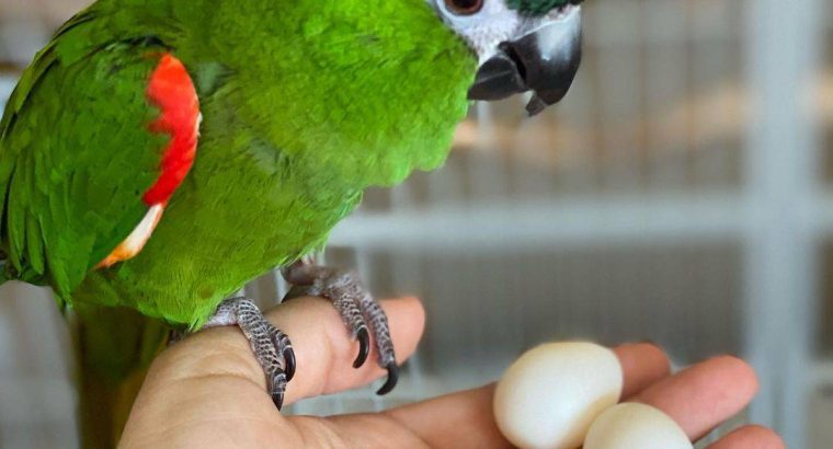 Exotic Parrot Eggs For Sale